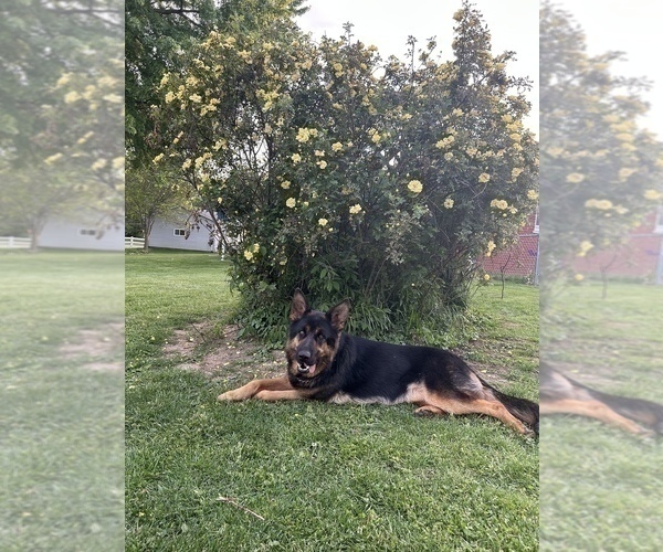 Medium Photo #8 German Shepherd Dog Puppy For Sale in SPRINGFIELD, IL, USA