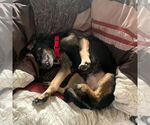 Small Photo #13 Mutt Puppy For Sale in Philadelphia, PA, USA