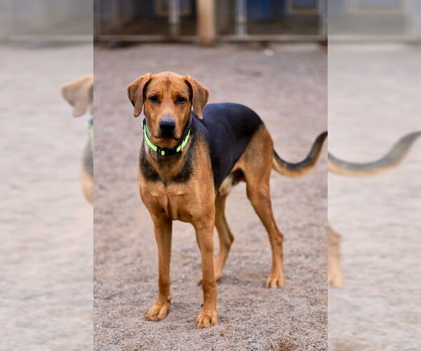 Medium Photo #2 Mutt Puppy For Sale in Webster, WI, USA