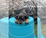 Small Photo #1 Rottweiler Puppy For Sale in ATL, GA, USA