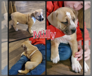 Olde English Bulldogge Puppy for sale in WHEELER, MI, USA