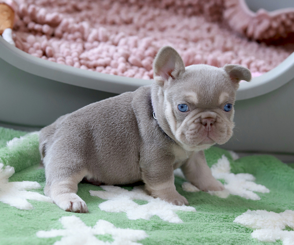 Medium Photo #6 French Bulldog Puppy For Sale in GREENPORT, NY, USA