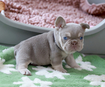 Small Photo #6 French Bulldog Puppy For Sale in GREENPORT, NY, USA