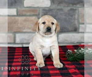 Labrador Retriever Puppy for sale in SELINSGROVE, PA, USA