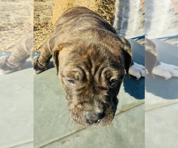 Medium Photo #2 American Bully Puppy For Sale in GROVE CITY, MN, USA