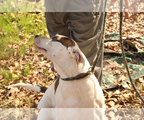 Medium Photo #2 American Bulldog-Unknown Mix Puppy For Sale in FRAMINGHAM, MA, USA