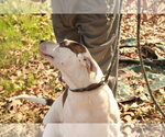 Small #1 American Bulldog Mix