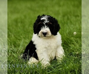 Bernedoodle (Miniature) Puppy for sale in NEW HOLLAND, PA, USA