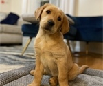 Small Photo #1 Labrador Retriever Puppy For Sale in CHATTANOOGA, TN, USA