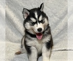 Small Photo #2 Siberian Husky Puppy For Sale in ALTON, IL, USA