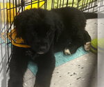 Theo - Male Golden Mountain Dog Dog for Adoption - Small photo
