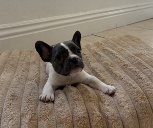 Medium French Bulldog