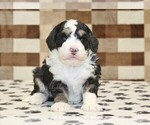Image preview for Ad Listing. Nickname: Bandit