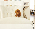 Small Photo #1 Poodle (Toy) Puppy For Sale in LAS VEGAS, NV, USA