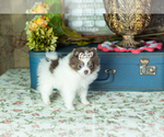 Small #3 Pomeranian