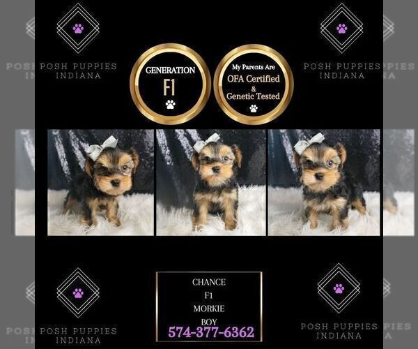 Medium Photo #45 Morkie Puppy For Sale in WARSAW, IN, USA