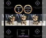 Small Photo #45 Morkie Puppy For Sale in WARSAW, IN, USA