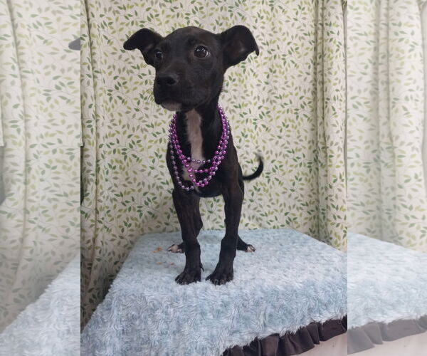 Medium Photo #2 Mutt Puppy For Sale in Murfreesboro, NC, USA