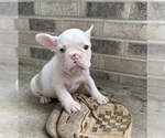 Small #2 French Bulldog