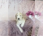 Small Photo #26 Aussie-Poo-Goldendoodle Mix Puppy For Sale in COMMERCE, MI, USA