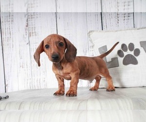 Dachshund Puppy for sale in MARIETTA, GA, USA