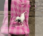 Small #3 Dalmatian