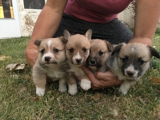 Pembroke Welsh Corgi Puppy for sale in AXTELL, UT, USA