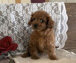 Small #1 Cavapoo (Miniature)