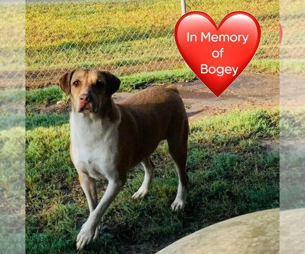 Medium Photo #5 Mutt Puppy For Sale in San Leon, TX, USA