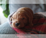 Small Photo #12 Goldendoodle Puppy For Sale in DENISON, TX, USA
