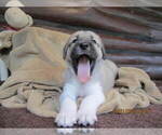 Small Photo #32 Anatolian Shepherd-Maremma Sheepdog Mix Puppy For Sale in LECANTO, FL, USA