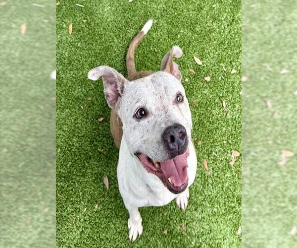 Medium Photo #2 Mutt Puppy For Sale in Sanford, FL, USA