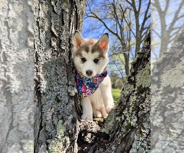Medium Photo #16 Pomsky Puppy For Sale in VENUS, PA, USA