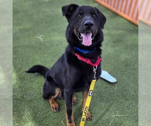 Labrottie Dogs for adoption in Las Vegas, NV, USA