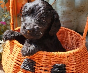 Doodle-Goldendoodle Mix Puppy for sale in WACO, TX, USA
