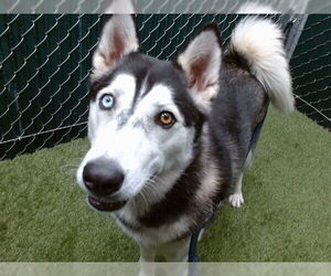 Siberian Husky Dogs for adoption in Downey, CA, USA