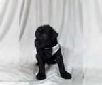 Puppy Rocko Goldendoodle