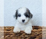 Small Photo #3 Goldendoodle-Poodle (Miniature) Mix Puppy For Sale in LITITZ, PA, USA