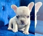 Small Photo #58 French Bulldog Puppy For Sale in CHICAGO, IL, USA