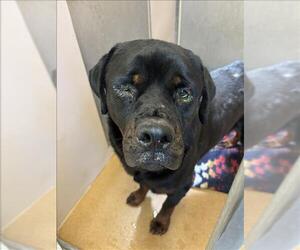 Rottweiler Dogs for adoption in Martinez, CA, USA