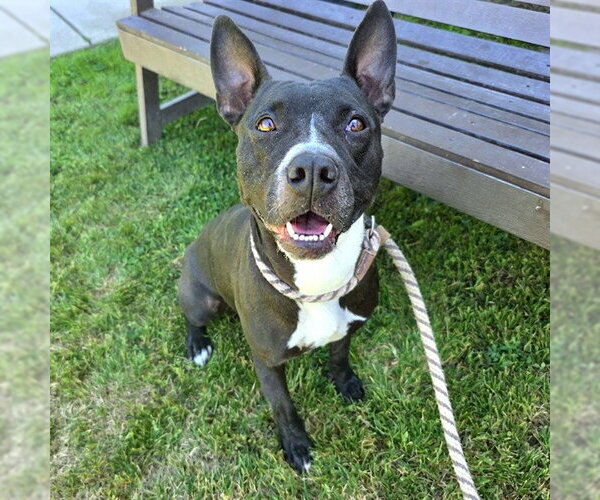 Medium Photo #1 Bull Terrier-Unknown Mix Puppy For Sale in Long Beach, CA, USA