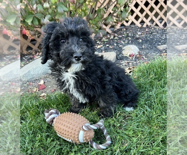 Medium Photo #3 Poodle (Miniature) Puppy For Sale in MIDDLEBURY, IN, USA
