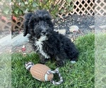 Small Photo #3 Poodle (Miniature) Puppy For Sale in MIDDLEBURY, IN, USA