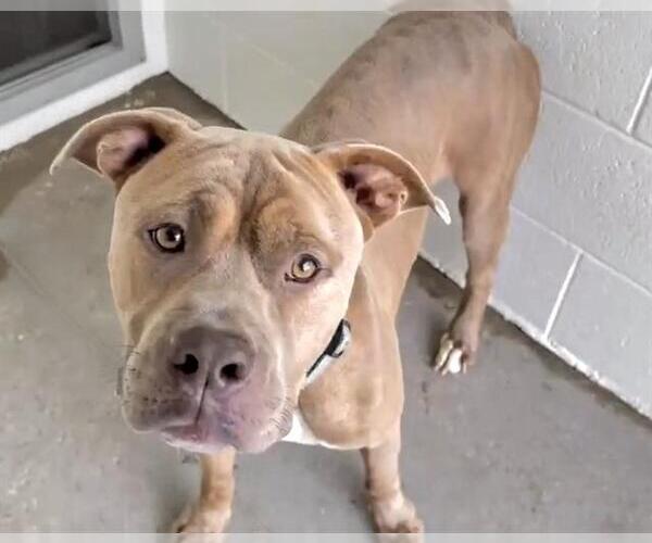 Medium Photo #2 American Pit Bull Terrier Puppy For Sale in Houston, TX, USA