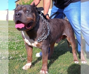 Father of the American Bully puppies born on 06/21/2023
