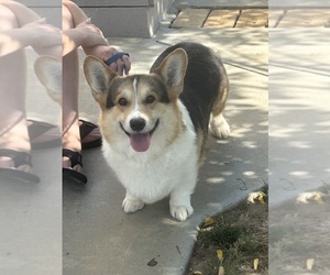 Pembroke Welsh Corgi Dogs for adoption in PERRIS, CA, USA