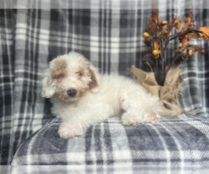 Goldendoodle (Miniature) Puppy for sale in LAKELAND, FL, USA