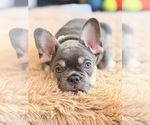 Small #1 French Bulldog