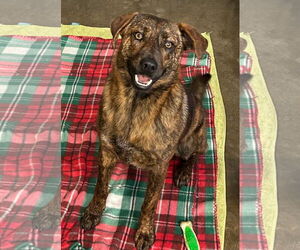Catahoula Leopard Dog-Pug Mix Dogs for adoption in Rockaway, NJ, USA