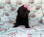 Small #4 Aussiedoodle Miniature 